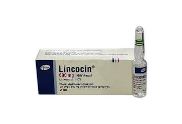 LINCOCIN 2 ML 600 MG 1 AMPUL